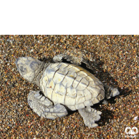 گونه لاکپشت زیتونی ریدلی Olive Ridley Turtle